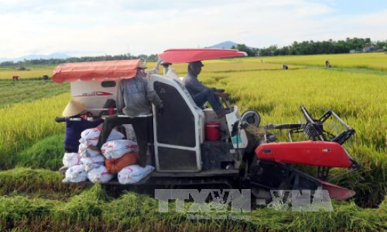 Hỗ trợ cho vay thu mua thóc, gạo vụ Đông Xuân