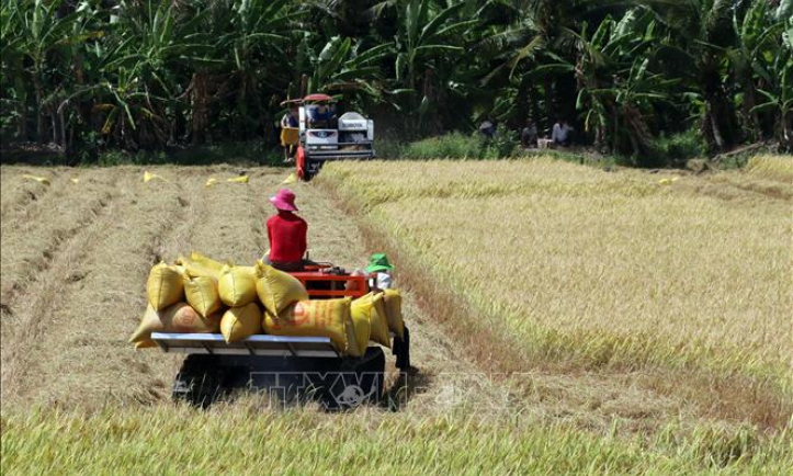 Sau chỉ đạo của Thủ tướng, doanh nghiệp vào cuộc thu mua lúa gạo