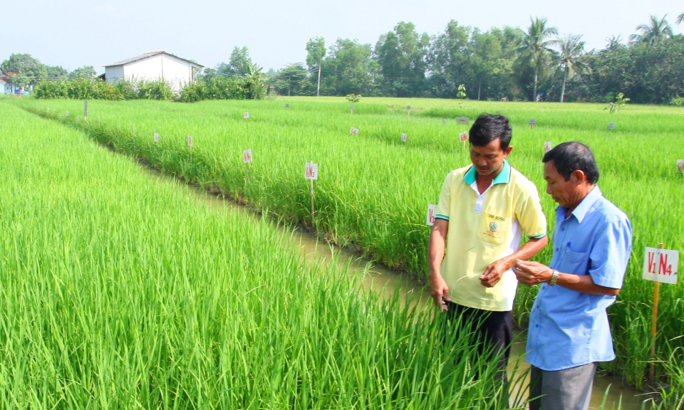 Tín hiệu vui cho nông dân sản xuất lúa đặc sản Nàng thơm Chợ Đào