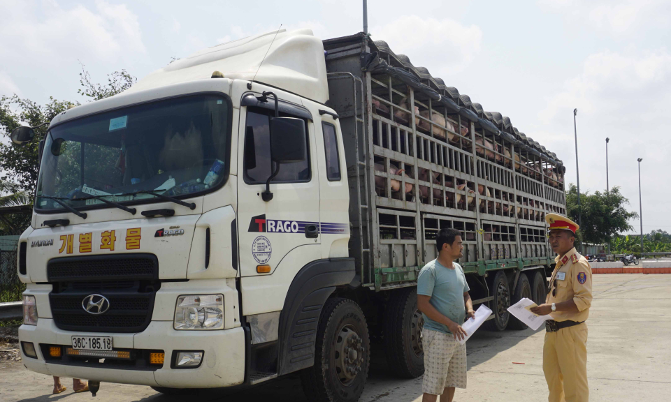 Bến Lức quyết liệt phòng, chống dịch tả lợn châu Phi