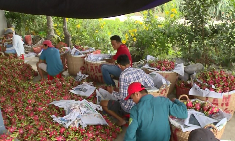 Châu Thành: Thanh long ruột đỏ có giá, nông dân phấn khởi.