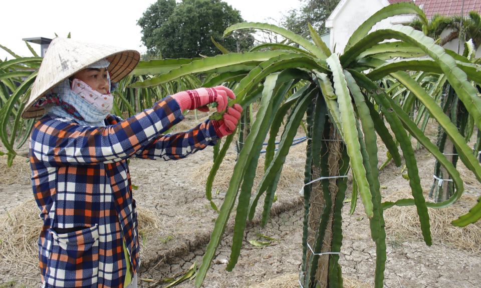 Cây thanh long mang hiệu quả kinh tế cho nông dân xã Tân Ân