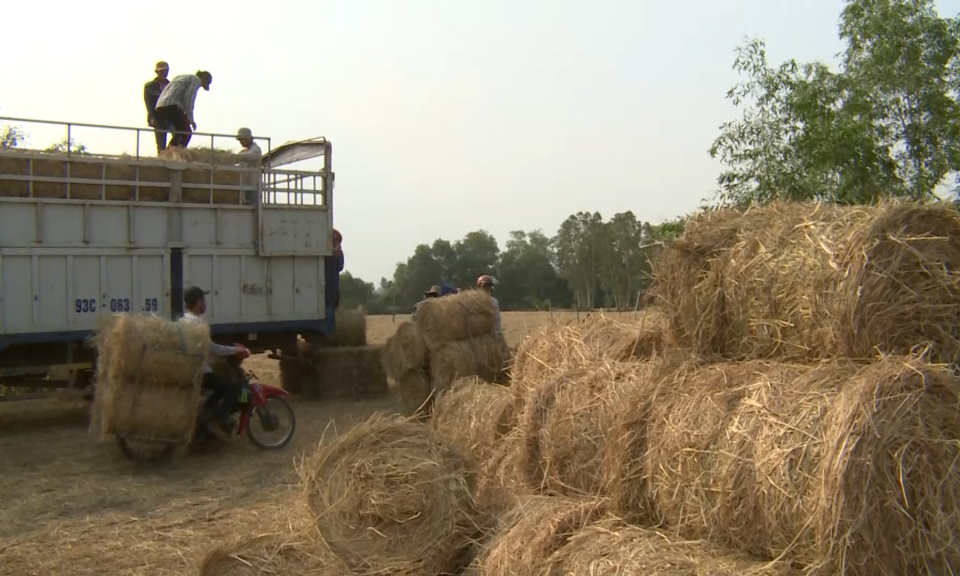 Rơm đang được tiêu thụ mạnh