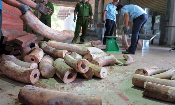 Bắt giữ hơn 9,1 tấn hàng nghi là ngà voi được ngụy trang tinh vi