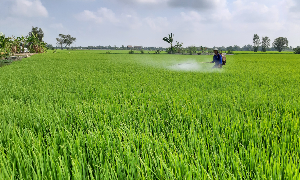 Tân Thạnh chủ động phòng trừ sâu bệnh trên lúa hè thu