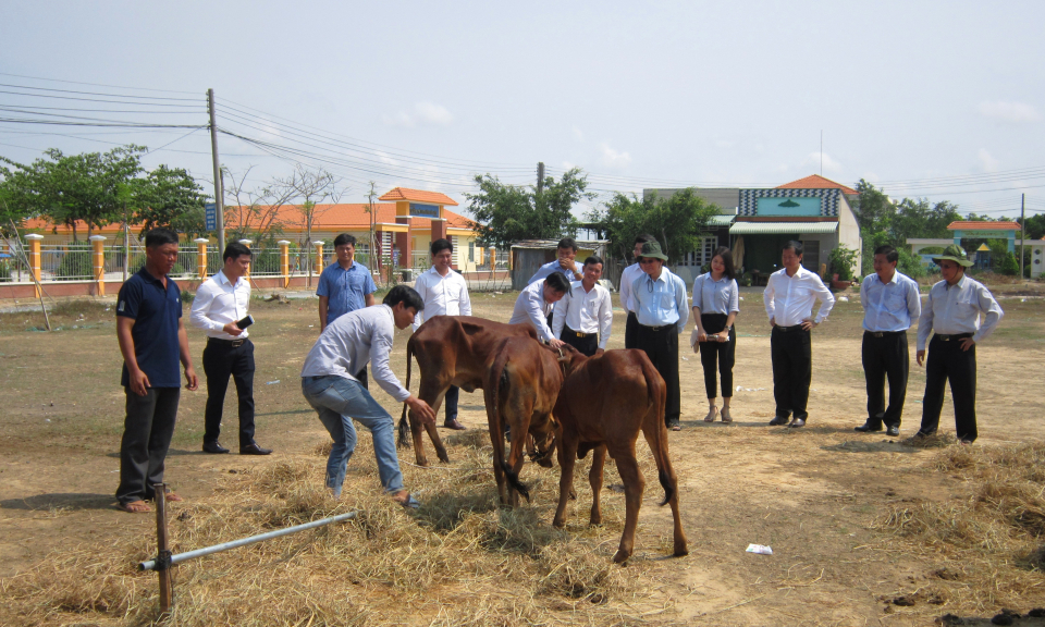 Nguyên Chủ tịch nước trao tặng 50 con bò giống tại Mộc Hoá