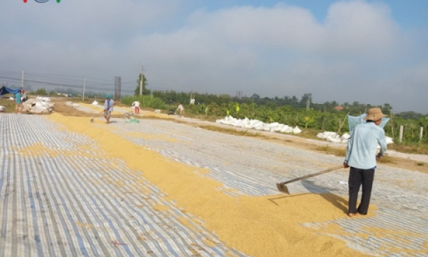 Tiền Giang: Giá lúa gạo tăng mạnh, thương lái dự trữ lãi cao