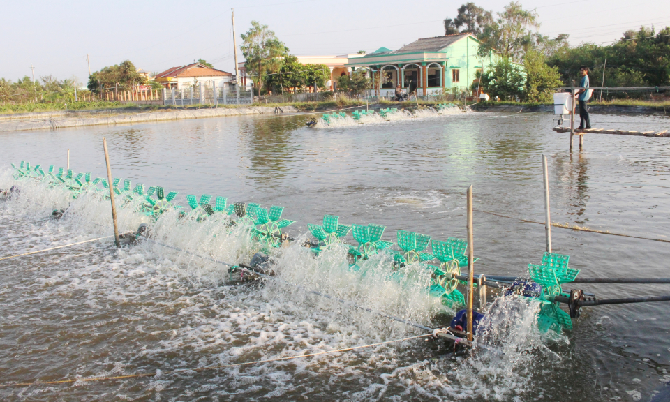 Trên 422ha diện tích tôm ở Cần Đước đã thu hoạch