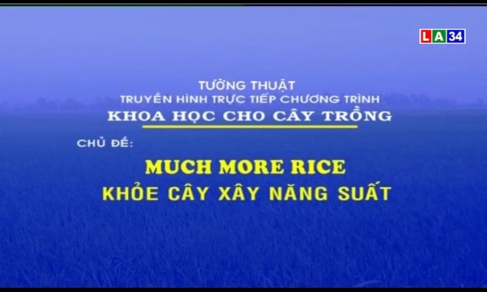 Khoa học cho cây trồng: Much more rice &#8211; Khỏe cây xây năng suất