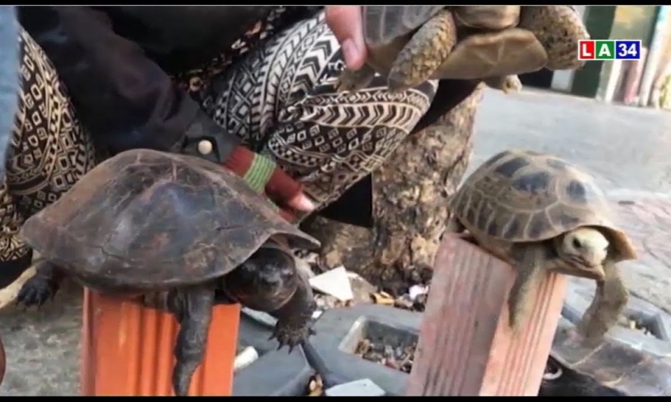 Thản nhiên bán rùa ở vỉa hè Sài Gòn