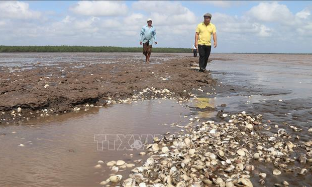 Nghêu liên tục chết hàng loạt, hàng trăm hộ nuôi ở Trà Vinh gặp khó