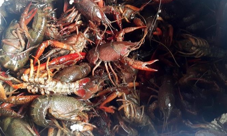 Ngành Hải quan kiểm soát chặt nhập khẩu tôm càng đỏ
