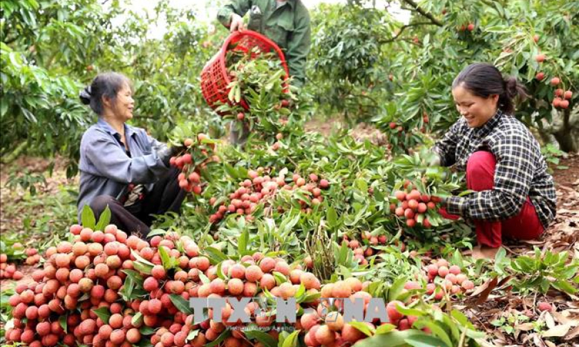 Vải thiều Bắc Giang giá cao gấp đôi năm ngoái, thu hoạch không kịp tiêu thụ