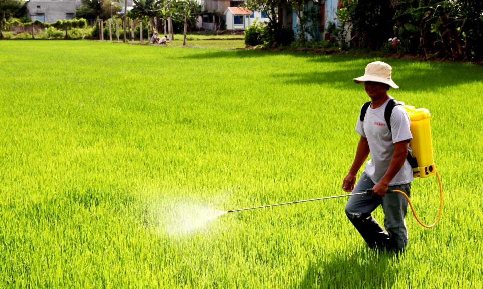 Nông dân Cần Đước tập trung chăm sóc lúa hè thu và diện tích tôm đã xuống giống