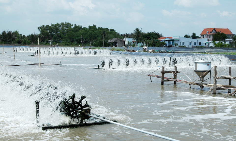 Kỹ sư môi trường &#8211; nuôi tôm công nghiệp đạt hiệu quả cao