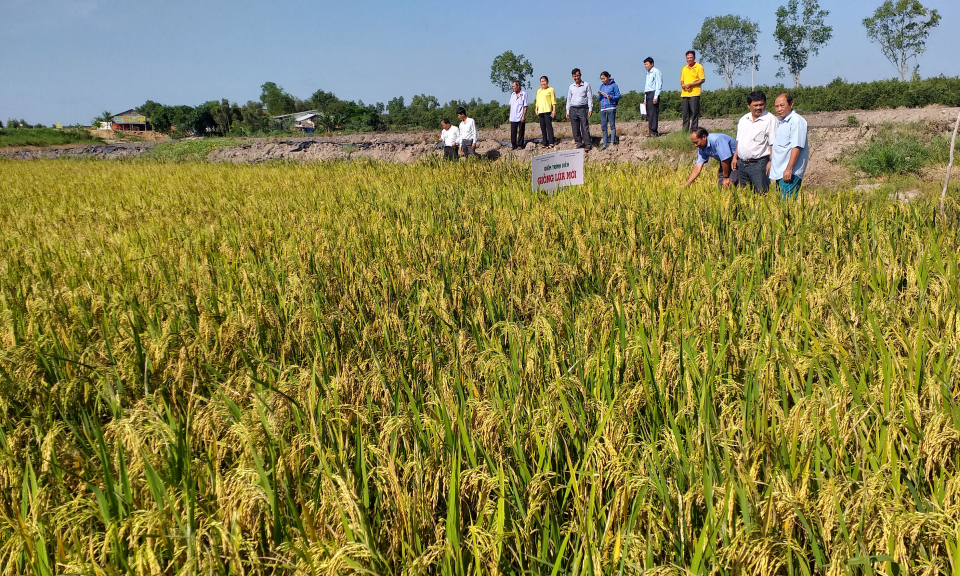 Tân Thạnh: Hội thảo trình diễn giống lúa mới