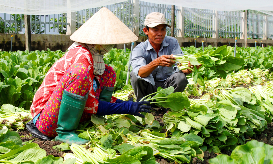 Cần Đước: Diện tích rau màu tăng trở lại