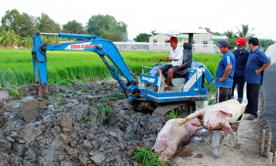 Cần Đước: Dịch tả heo châu Phi lây lan diện rộng