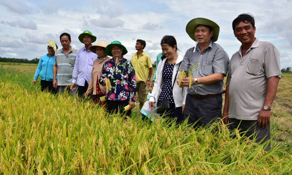 Tân Hưng: Tổng kết mô hình điểm ứng dụng công nghệ cao trong sản xuất lúa