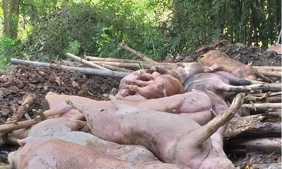 Tân Thạnh, Đức Huệ: Tiêu hủy heo nhiễm bệnh dịch tả heo châu Phi