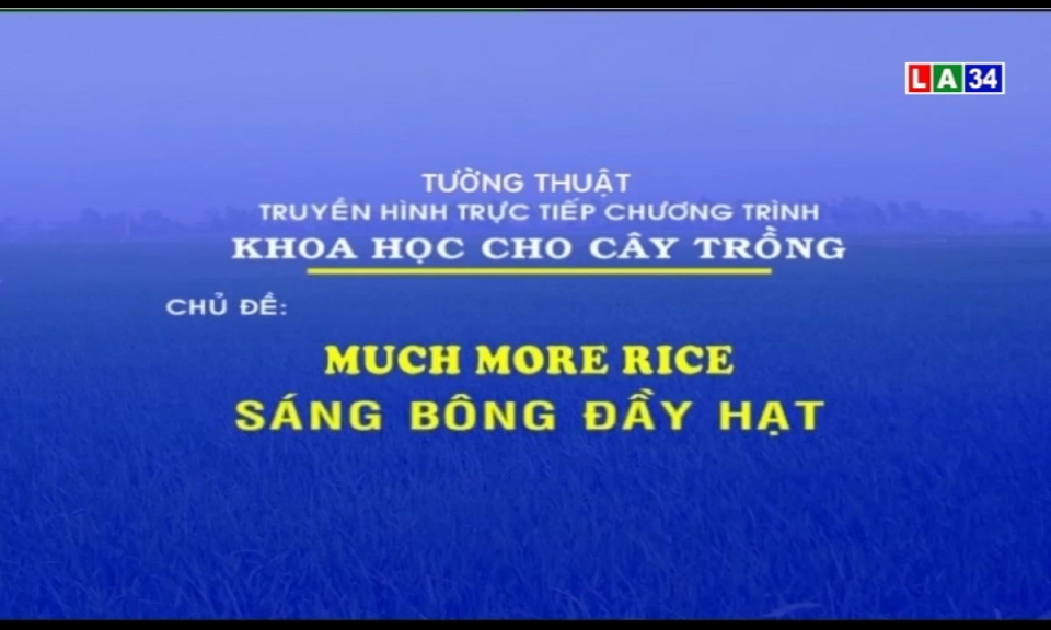 Khoa học cho cây trồng: Much more rice &#8211; Sáng bông đầy hạt