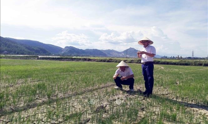 Nguy cơ 65.500 ha lúa ở Trung Bộ bị hạn hán, thiếu nước