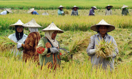 Nông dân Indonesia canh tác trên “cánh đồng rác”