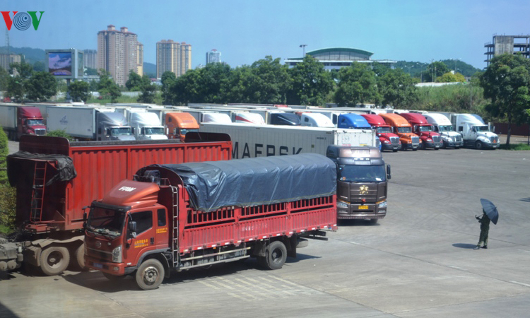 Thực hư hàng trăm container thanh long bị Trung Quốc cấm cửa?