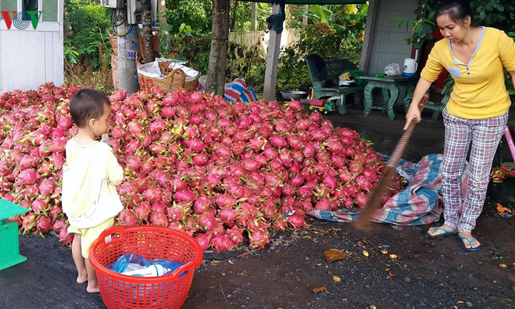 Bế tắc đầu ra, nhiều loại trái cây ở Tiền Giang rớt giá thê thảm