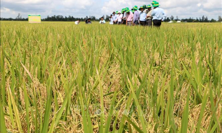 Đồng bằng sông Cửu Long thích ứng với biến đổi khí hậu &#8211; Xây dựng chiến lược tổng thể