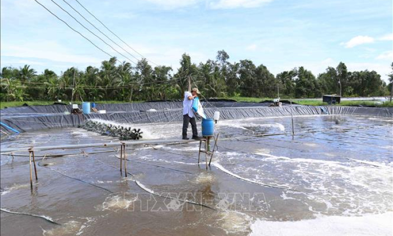 Giảm phát thải khí nhà kính trên nuôi tôm thẻ chân trắng thâm canh