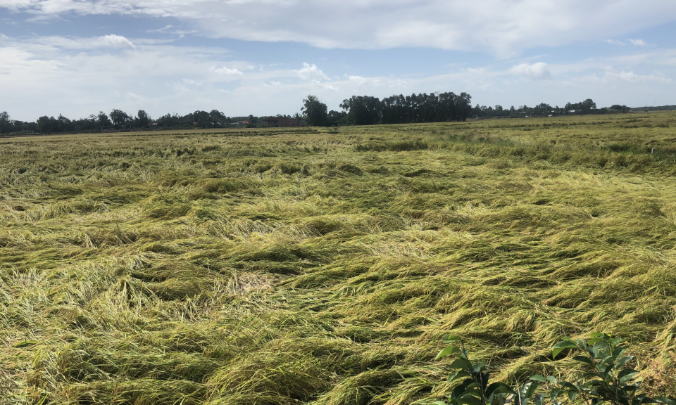Thủ Thừa: Gần 1.200ha diện tích lúa sắp thu hoạch đổ ngã do mưa, bão
