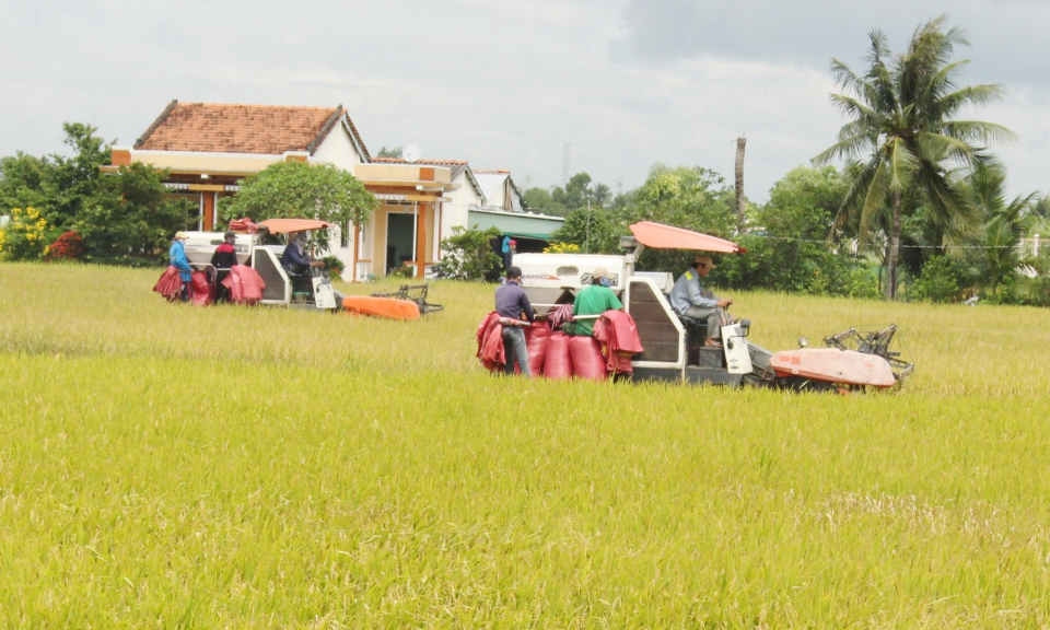 Nông dân Cần Đước thu hoạch 7.000 ha lúa hè thu