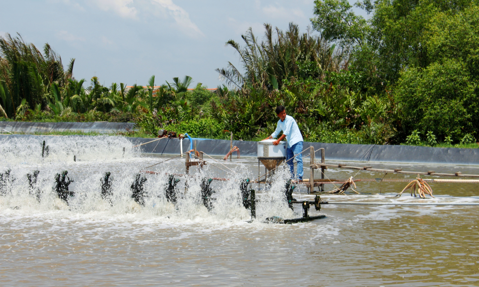 Nông dân Cần Đước thả tôm trên 1.500ha