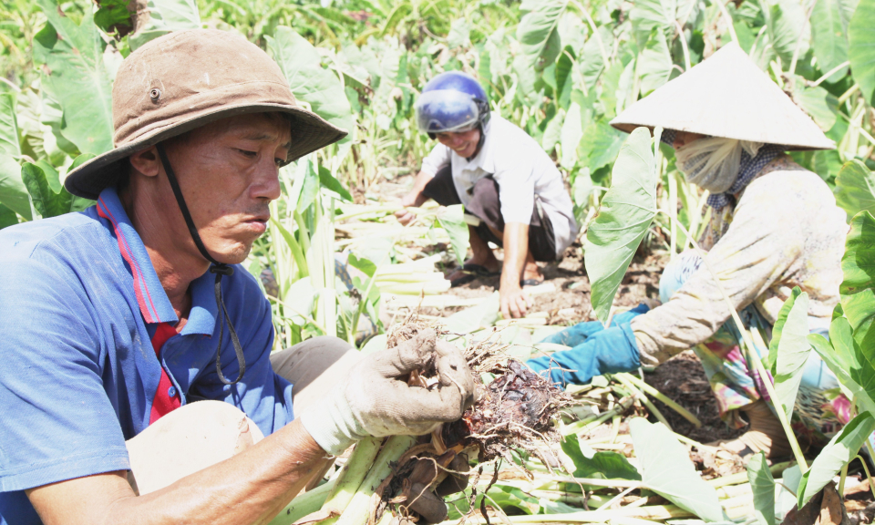 Trồng Khoai Môn thu nhập cao trên 130 triệu đồng/ vụ