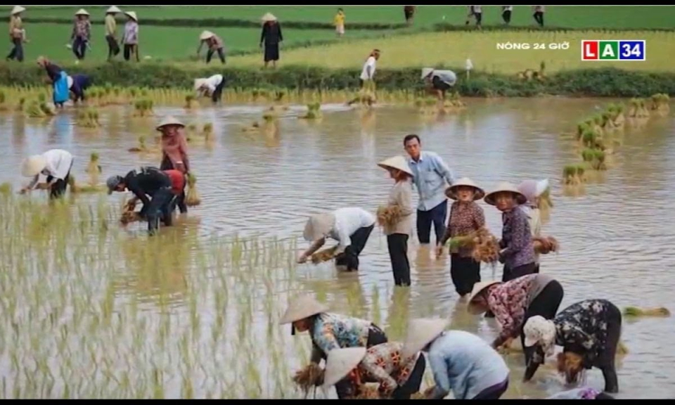 Ngày hội cấy chùa Tà Pạ tuyệt đẹp dưới ống kính của nhiều nhiếp ảnh gia