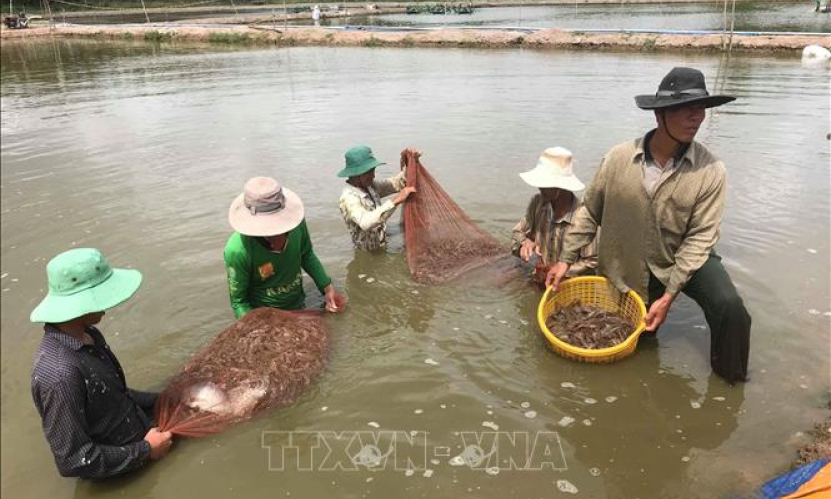 Giá tôm nguyên liệu tăng, người nuôi rục rịch thả nuôi mới