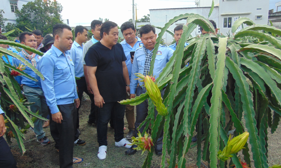 Đoàn thanh niên tỉnh Svay Rieng (CamPuChia) tham quan mô hình sản xuất thanh long sạch
