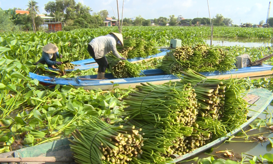Cải thiện sinh kế từ loài cây dại &#8211; lục bình