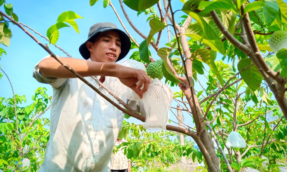 Ứng dụng công nghệ cao vào cây Mãng cầu Hoàng Hậu