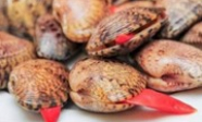 Thông tin người dân ăn sò lụa đỏ gây tử vong là sai sự thật