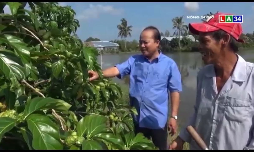 Trái nhàu rớt giá thê thảm sau thời gian &#8216;làm mưa làm gió&#8217;