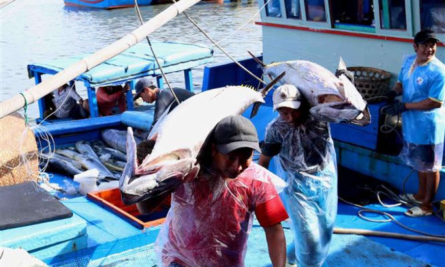 Chấm dứt tình trạng tàu cá vi phạm khai thác hải sản trái phép