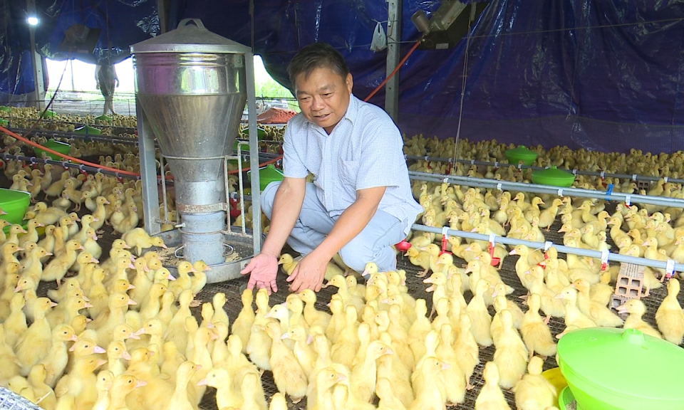 Đức Hòa: Mô hình nuôi vịt siêu thịt trên sàn lưới đạt hiệu quả
