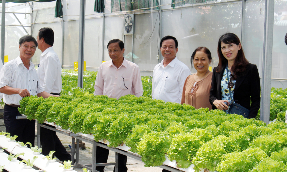 Cần Đước: Hiệu quả từ mô hình ươm cây con giống của Hợp tác xã Phước Hòa