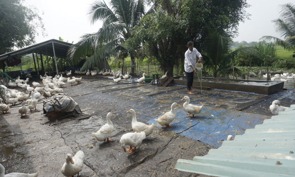 Bến Lức: Người chăn nuôi heo không dám tái đàn