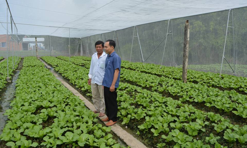 Cần Giuộc: 960 ha trồng rau ứng dụng công nghệ cao
