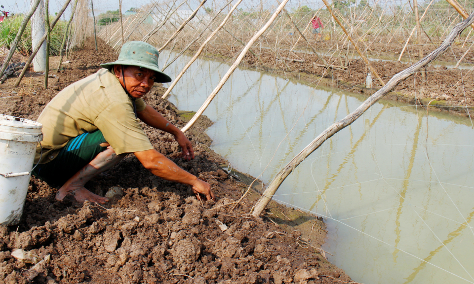 Nông dân Cần Đước cải tạo đất, xuống giống rau màu bán dịp tết