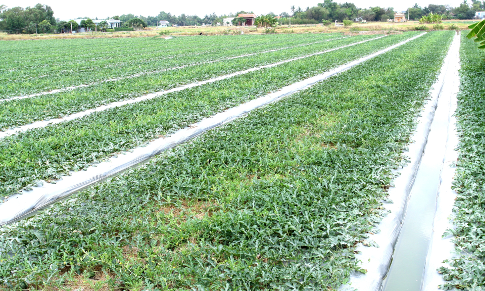 Cần Đước xuống giống dưa hấu phục vụ tết Nguyên đán