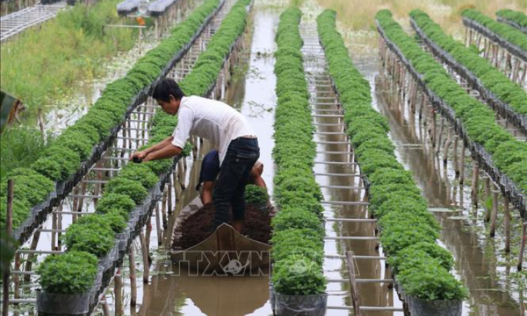 Làng hoa Sa Đéc &#8216;trình làng&#8217; hàng trăm giống hoa mới phục vụ Tết 2020